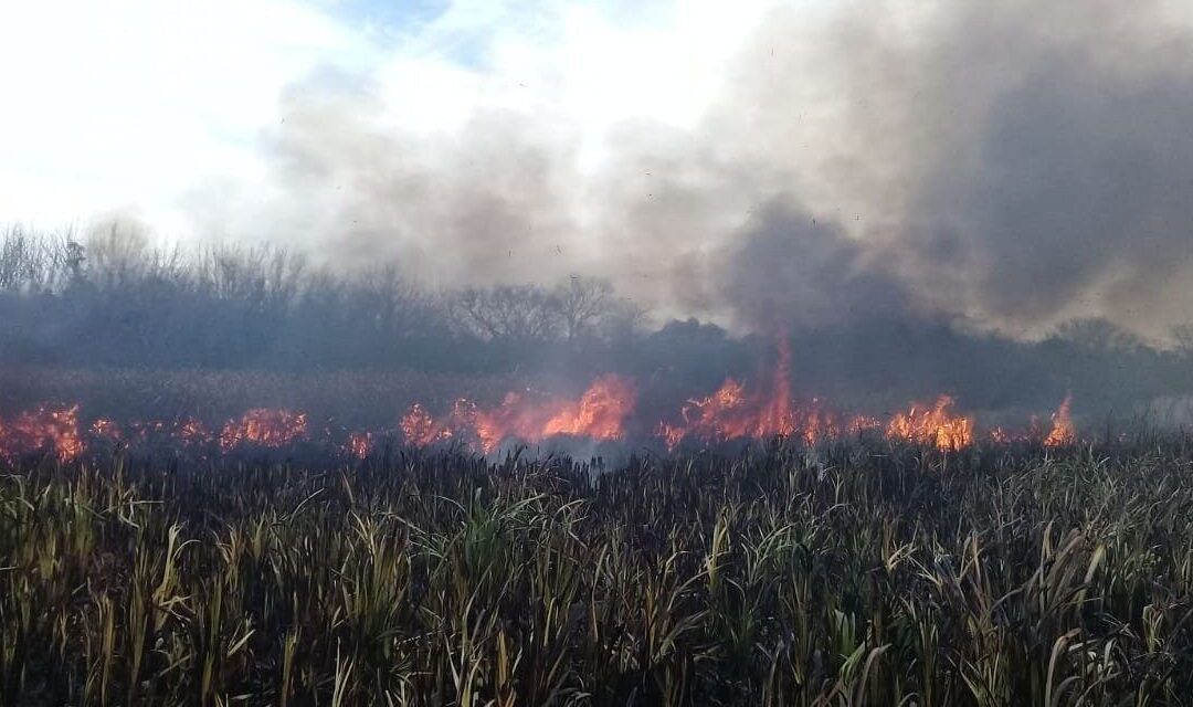 Ambientalistas denuncian que con el incendio en el bosque de Hudson se pone en peligro la categoría de UNESCO