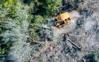 Informe de Greenpeace alerta por el aumento de los desmontes ilegales y por la flexibilización de la Ley de Bosques