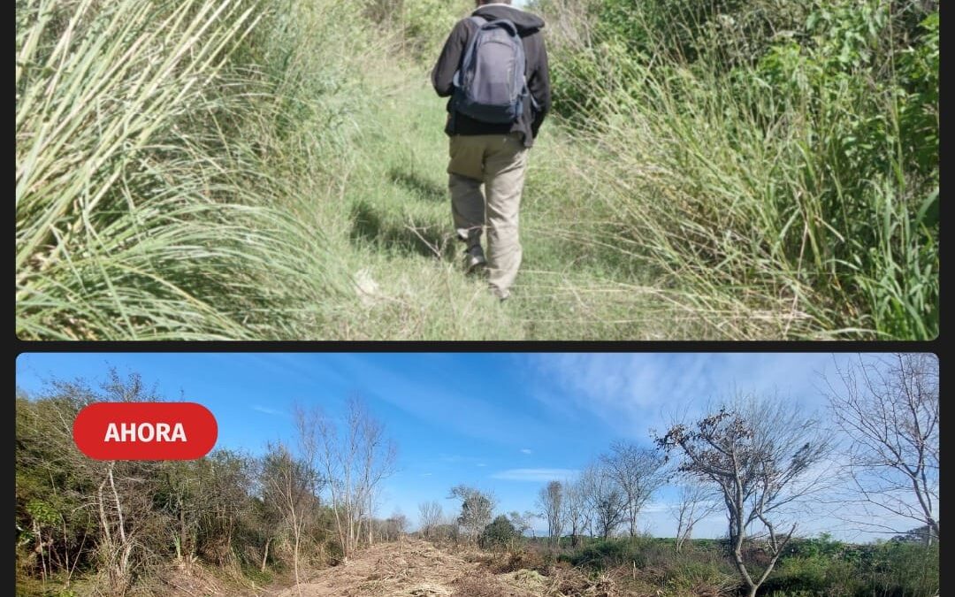 Sigue la tala de árboles en Puerto Nizuc: Ambientalistas convocan a movilizarse en defensa de los humedales