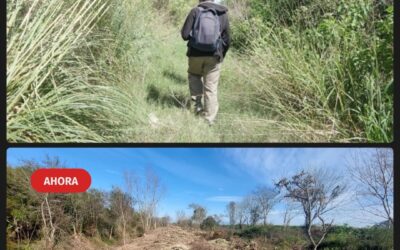 Sigue la tala de árboles en Puerto Nizuc: Ambientalistas convocan a movilizarse en defensa de los humedales