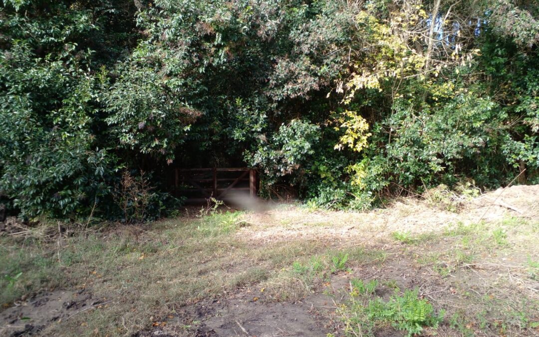 La Justicia falla en favor del ambiente y suspende el desmonte de Puerto Nizuc y Elcano